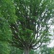 Quercus petraea courson
